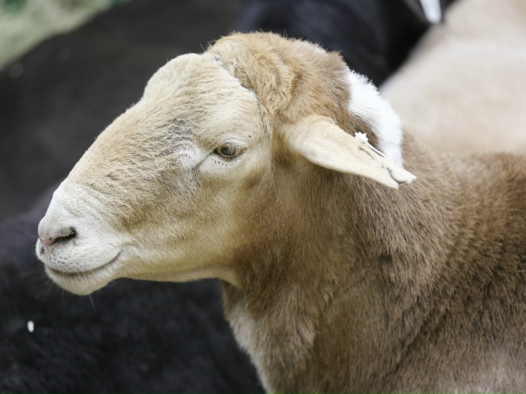 Потребление баранины в России в прошлом году составило 1,3 кг (195 тыс. т всего) на душу населения, в то время как последние рекомендации — 5 кг на человека в…