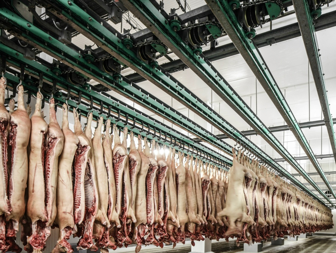 По итогам прошлого года Россия вошла в топ-5 крупнейших экспортеров свиноводческой продукции с объемом поставок около 400 тыс. т. Об этом в ходе конференции…