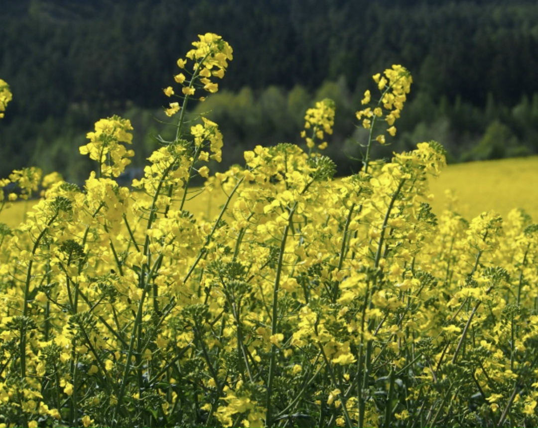 Китайская Главная таможенная администрация (ГТУ КНР) в марте ввела запрет на ввоз рапсового масла с восьми российских предприятий. Об этом сообщила начальник…