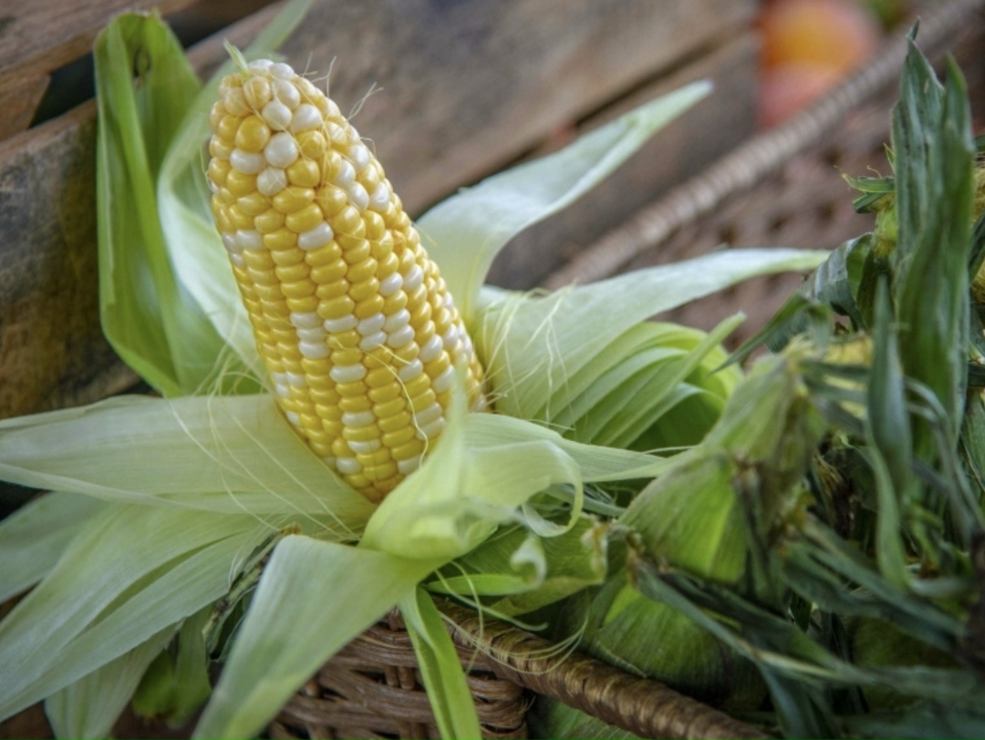 В 2027 году в России должен начаться выпуск машины для кастрации кукурузы (удаления метелок для контролируемого опыления при селекции). Об этом сообщил…