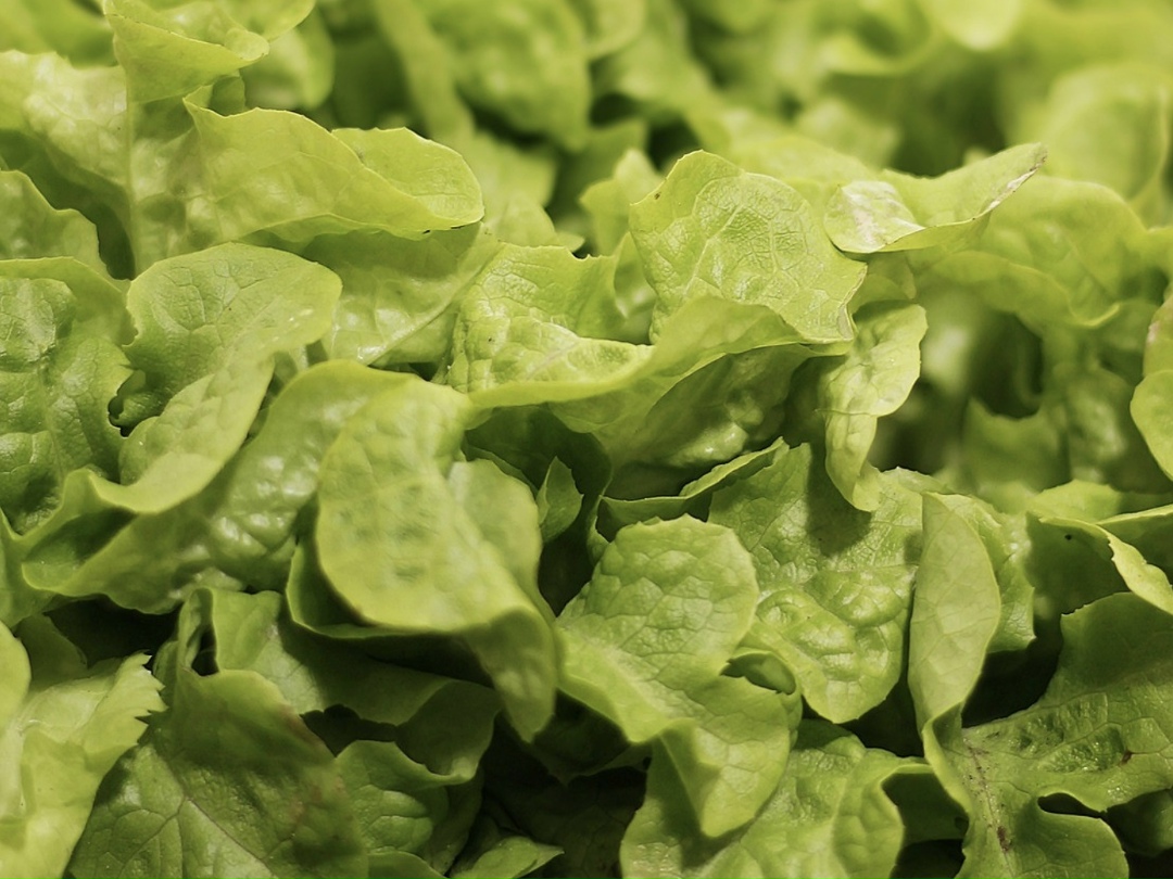 В последние две недели поставщики салата романо повысили цены на 70% — до 430 руб./кг. Об этом изданию Shopper’s рассказал основатель сети ресторанов «Мясо &…