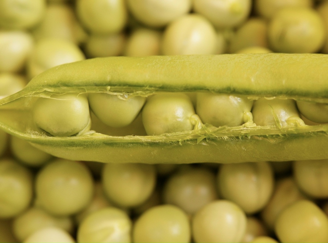 К 2030 году производство растительного белка в России может утроиться. Такой прогноз озвучил заместитель руководителя Центра отраслевой экспертизы…