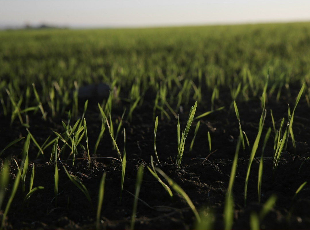 Итоги недавнего мониторинга подтвердили, что в нормальном состоянии находятся 97% посевов озимых. Это превышает средние значения за пять лет. Об этом сказал…