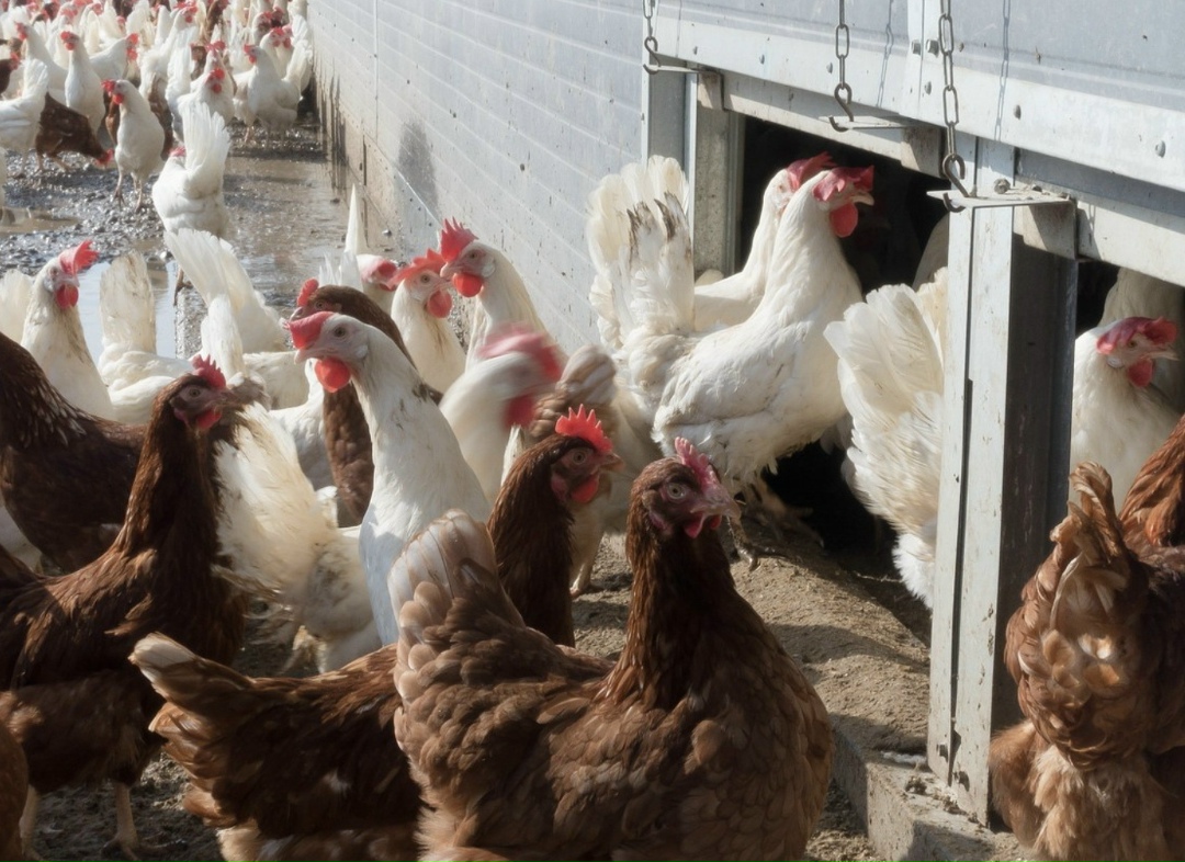 В Борисоглебском районе Воронежской области приступили к строительству второй птицефабрики компании «Третьяковское». Инвестиции в проект составят 2,5 млрд руб