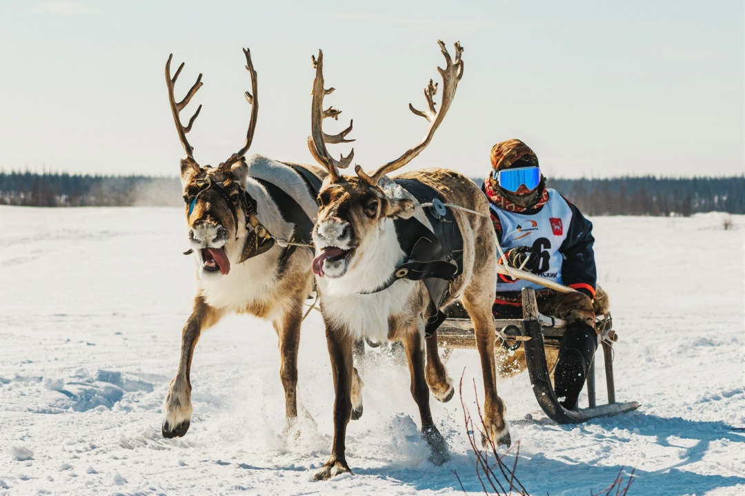 Главный праздник Севера При поддержке «Роснефти» на севере Красноярского края прошёл День оленевода — один из самых важных праздников для коренных народов.