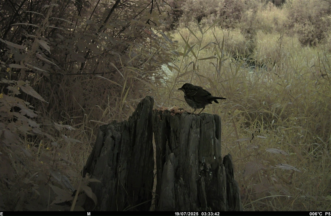 Тайны птичьего мира: как современные технологии помогают изучать пернатых обитателей «Нижней Камы»