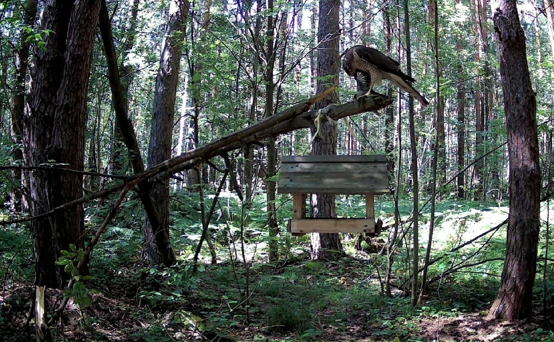 Тайны птичьего мира: как современные технологии помогают изучать пернатых обитателей «Нижней Камы»