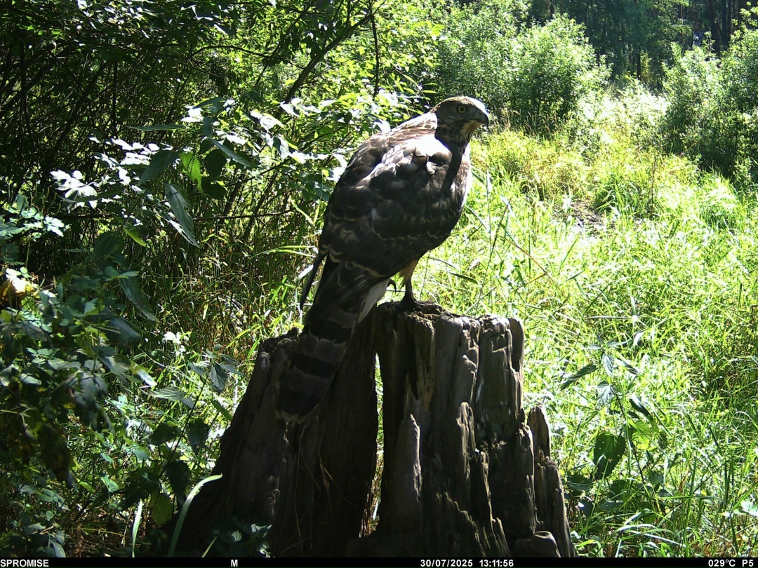 Тайны птичьего мира: как современные технологии помогают изучать пернатых обитателей «Нижней Камы»