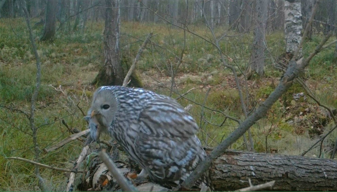 Тайны птичьего мира: как современные технологии помогают изучать пернатых обитателей «Нижней Камы»