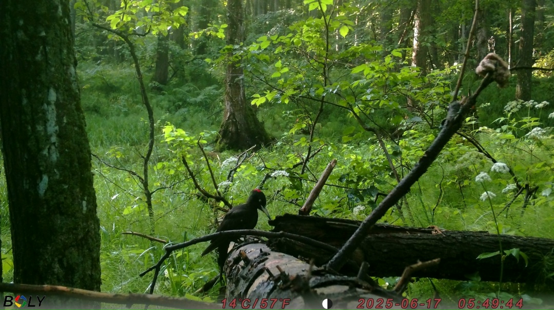 Тайны птичьего мира: как современные технологии помогают изучать пернатых обитателей «Нижней Камы»