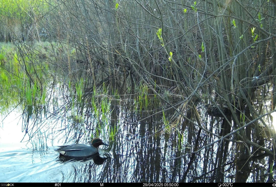 Тайны птичьего мира: как современные технологии помогают изучать пернатых обитателей «Нижней Камы»
