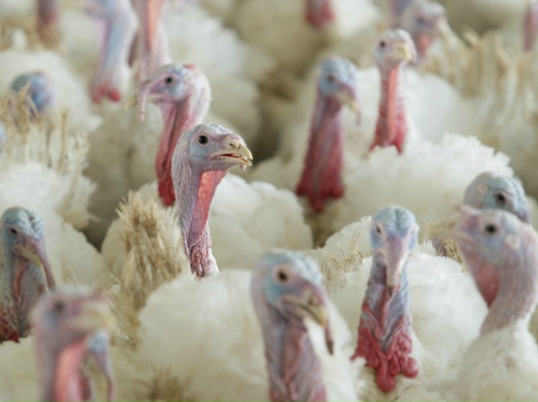 К 2030 году производство индейки в Пензенской области планируется увеличить до 300 тыс. т в убойном весе, также вырастет объем ее глубокой переработки. Об этом…