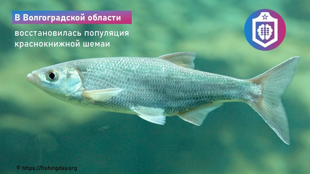 #Когнитивная_Витаминка Выпуск № 327 21.04.2026