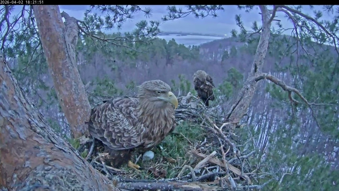 Добрый знак нового сезона В Национальном парке «Нижняя Кама» — важное событие. У знаменитой пары орланов-белохвостов Чулмана и Камы появилось первое яйцо.