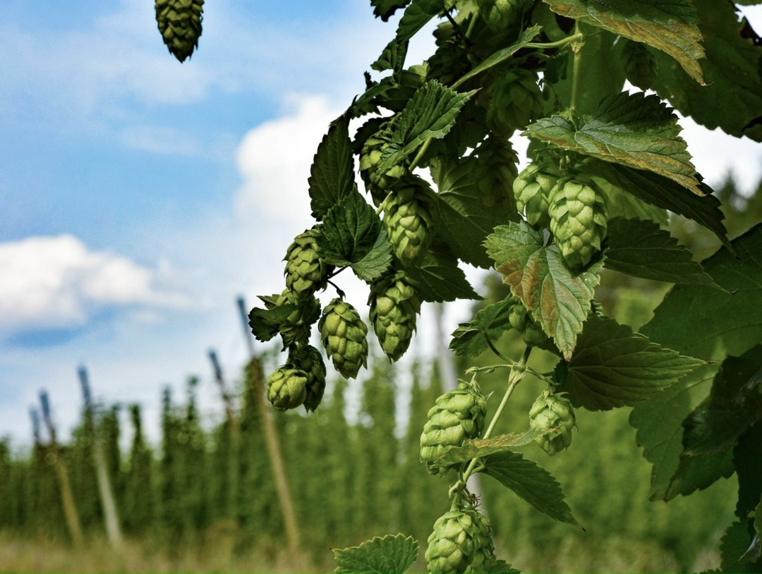 Производство хмеля в России к 2030 году может увеличиться более чем в семь раз и превысить 2 тыс. т