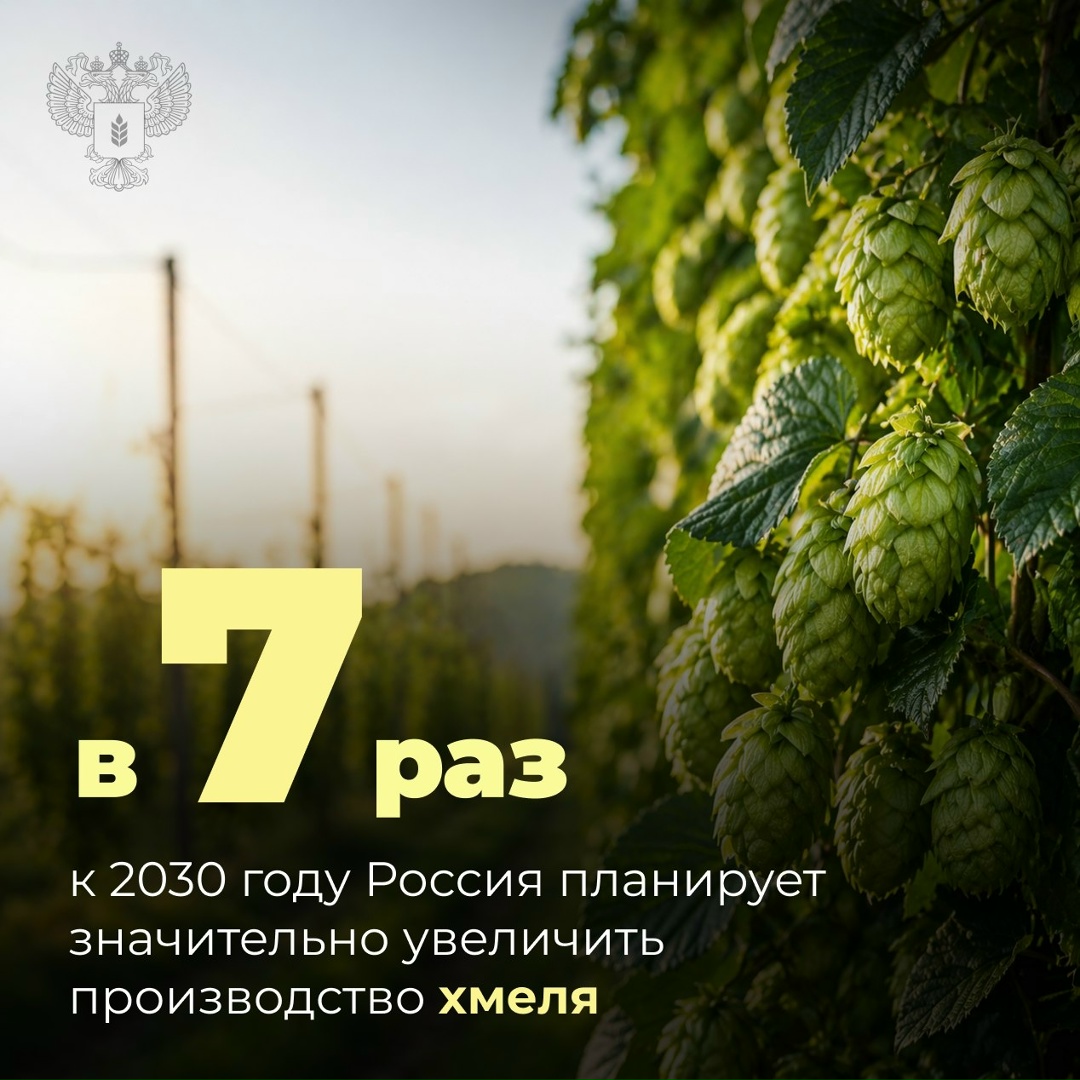 Производство хмеля в России к 2030 году увеличится более чем в семь раз