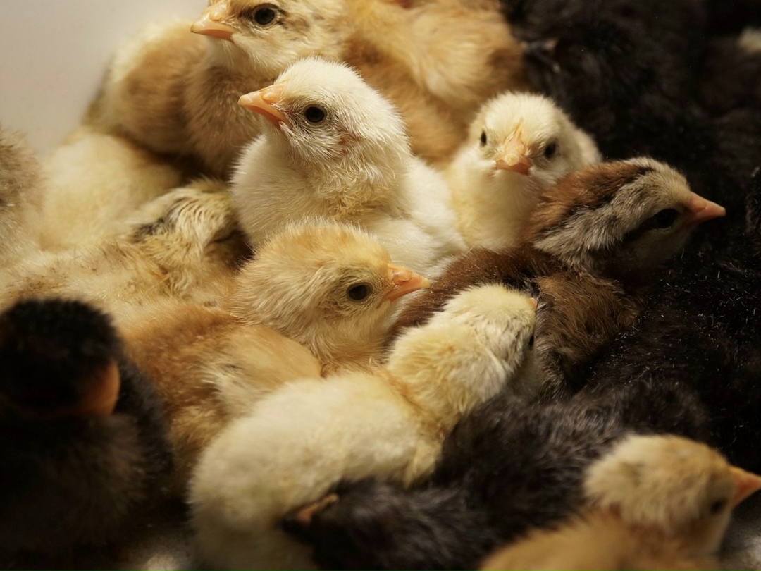 «Тукаевский Племрепродуктор», входящий в структуру предприятия «Челны‑Бройлер» (холдинг «Агросила») по итогам 2025 года выпустил более 70 млн инкубационных яиц…