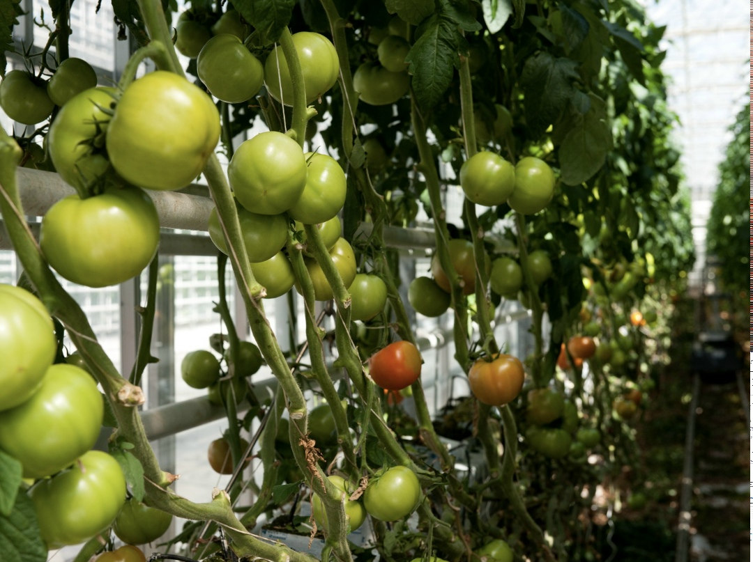 Росимущество выставило на аукцион 99,98% акций краснодарского агрокомбината «Тепличный». Стартовая цена — 2,8 млрд руб. Согласно уведомлению на ГИС «Торги», на…