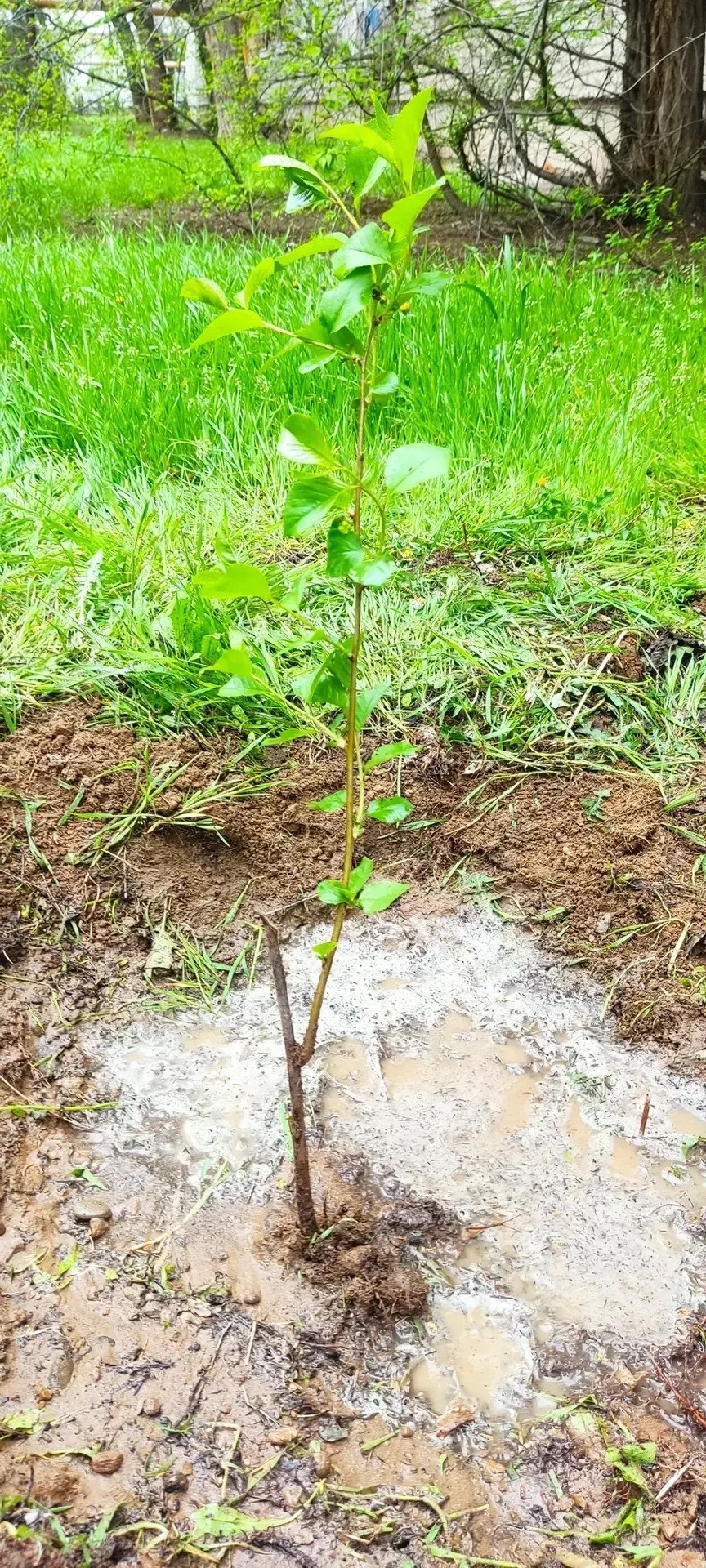Экологическая инициатива ЛУКОЙЛа пришлась ко двору