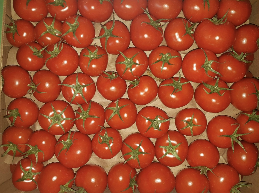 Плодоовощной союз прорабатывает с Минсельхозом инициативу по расширению географии господдержки тепличной отрасли. Об этом «Агроинвестору» рассказал директор…