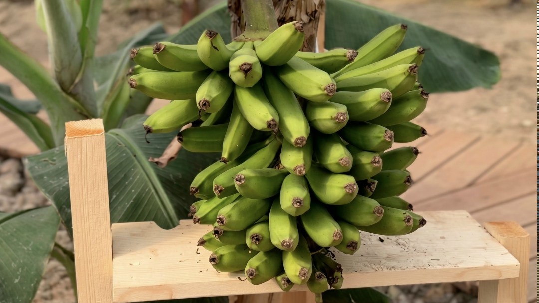 Основной урожай российских бананов в Сочи ожидается к осени – в сентябре-октябре