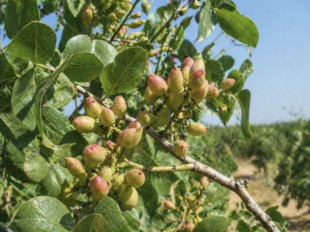 Война на Ближнем Востоке негативно повлияла на рынок фисташек, поскольку нарушены поставки из Ирана — второго производителя в мире, пишет Financial Times