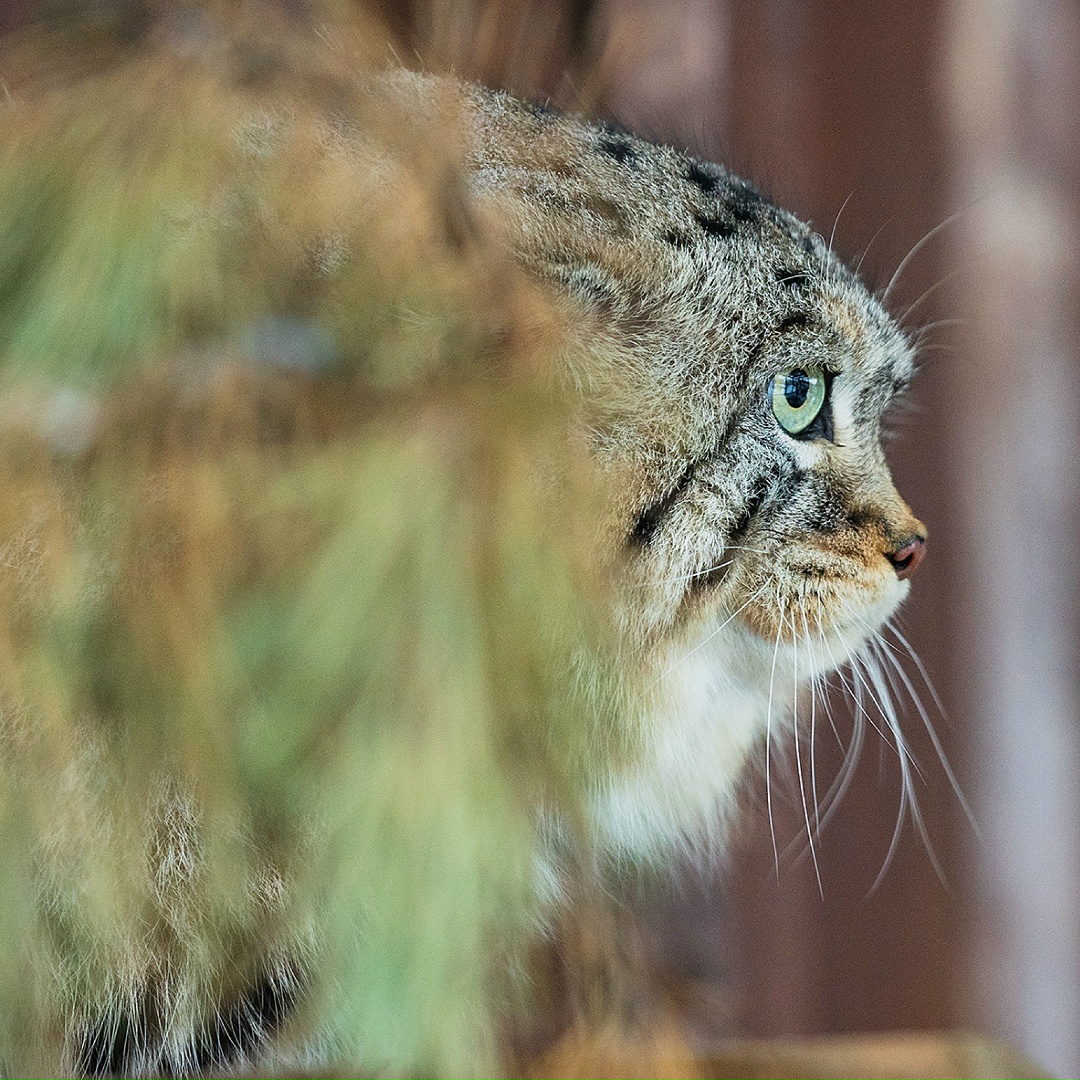 Важная и очень пушистая новость — у «Полюс Фонда» появился подопечный — красноярский манул Борис!