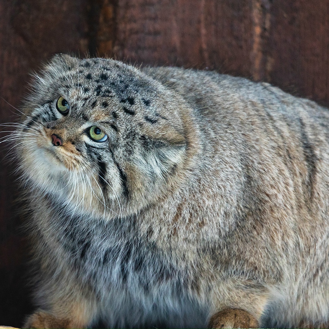 Важная и очень пушистая новость — у «Полюс Фонда» появился подопечный — красноярский манул Борис!