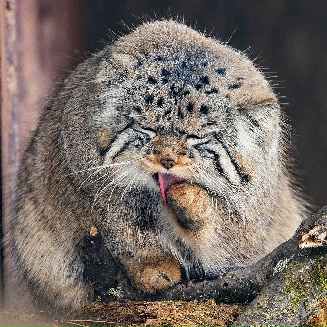 Важная и очень пушистая новость — у «Полюс Фонда» появился подопечный — красноярский манул Борис!