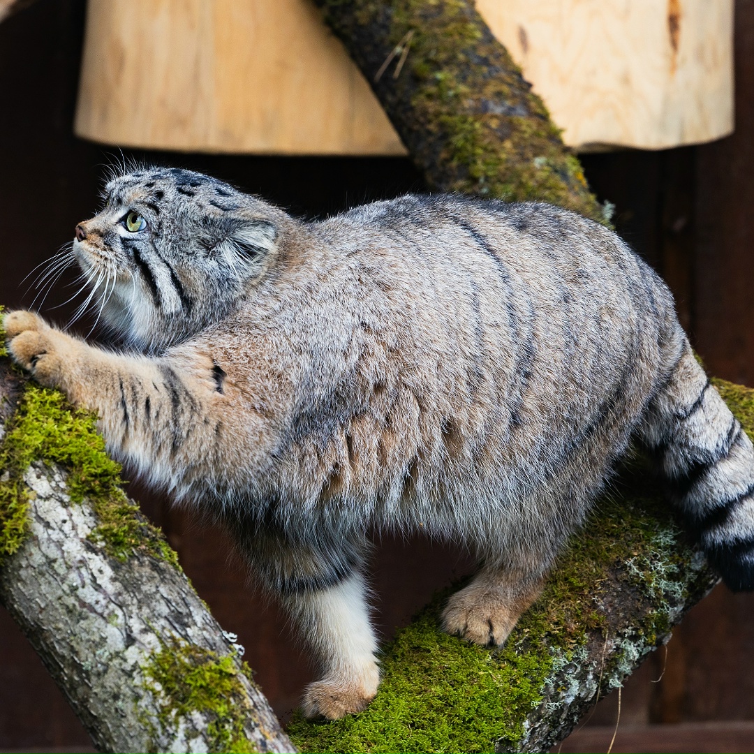 Важная и очень пушистая новость — у «Полюс Фонда» появился подопечный — красноярский манул Борис!