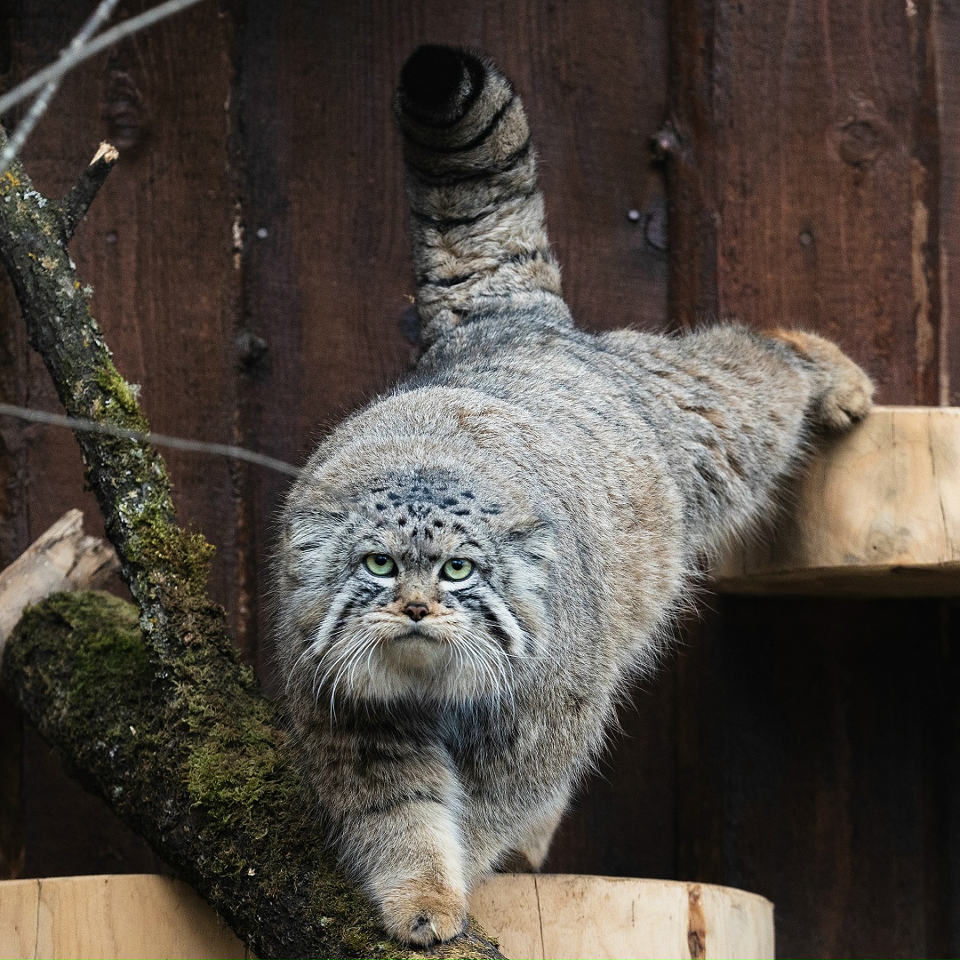 Важная и очень пушистая новость — у «Полюс Фонда» появился подопечный — красноярский манул Борис!