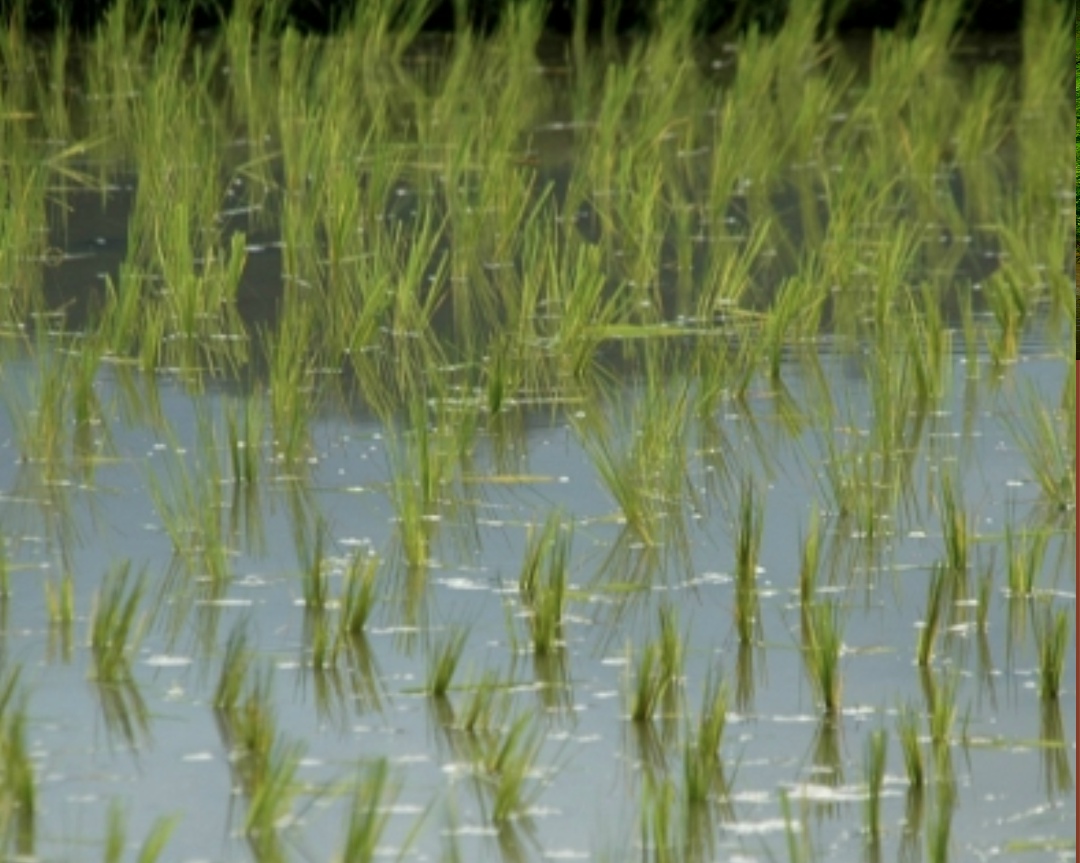 Краснодарский край приступил к севу риса, сообщил глава региона Вениамин Кондратьев. В этом году под культуру отвели около 100 тыс. га. Запасов воды в…