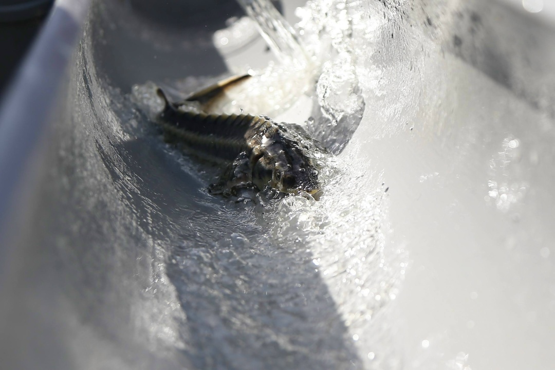 Экологичная рыбалка В Астрахани при поддержке ЛУКОЙЛа ежегодный фестиваль «Вобла» собрал 193 команды и более чем 600 рыбаков.