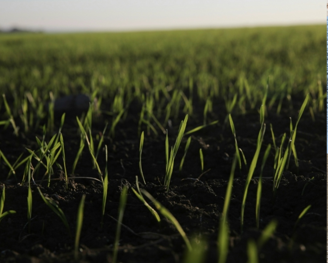 Понижение температуры и обильные снегопады в Центральной России существенно увеличили риски для озимых и для культур весеннего сева, который идет с опозданием,…