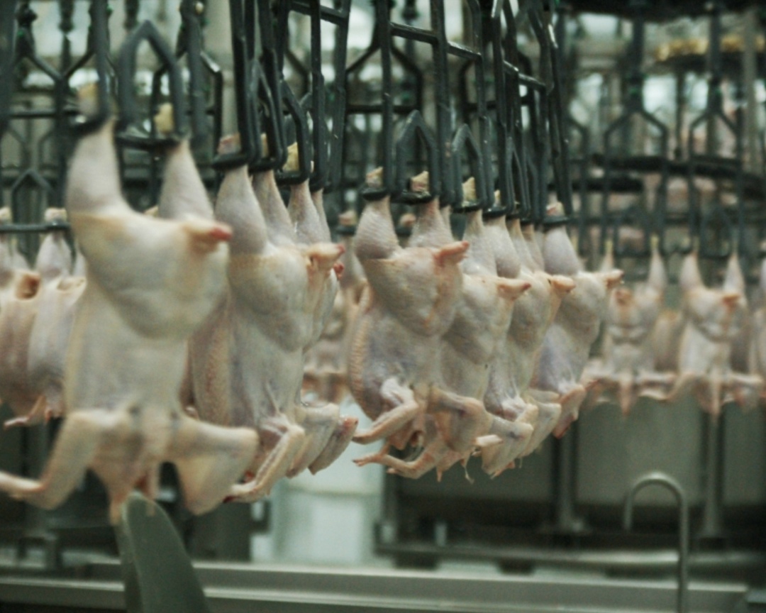 В первом квартале 2026 года «Агрокомплекс» им. Н. И. Ткачева выпустил 42,2 тыс. т мяса и субпродуктов из говядины, свинины и птицы (+2% к аналогичному периоду…