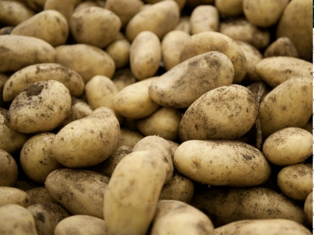 Ассоциация крестьянских (фермерских) хозяйств и сельскохозяйственных кооперативов России (АККОР) направила обращение крупнейшим торговым сетям с предложением…