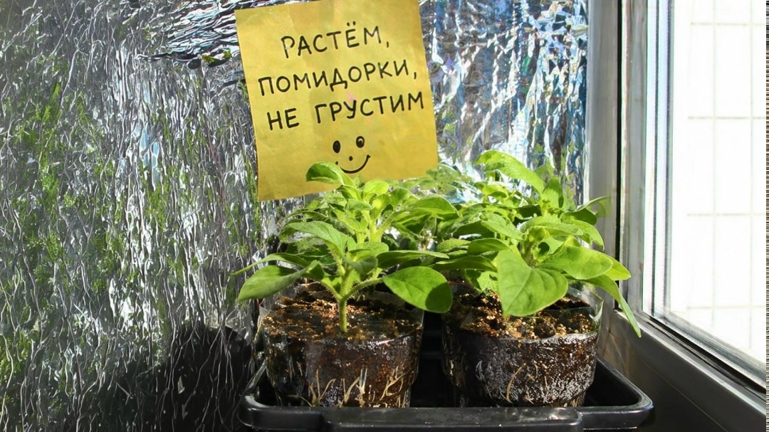 – Дорогая, если на огороде в этом году неурожай, какие могут быть причины?
– Ну, погодные условия…
– А ещё?
– Ну… забыла посадить!