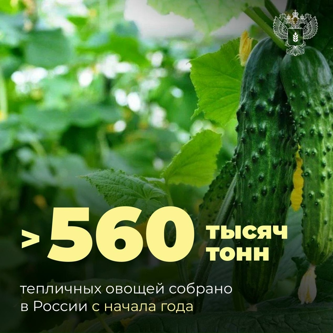 Производство тепличных овощей с начала года выросло на 2,7%