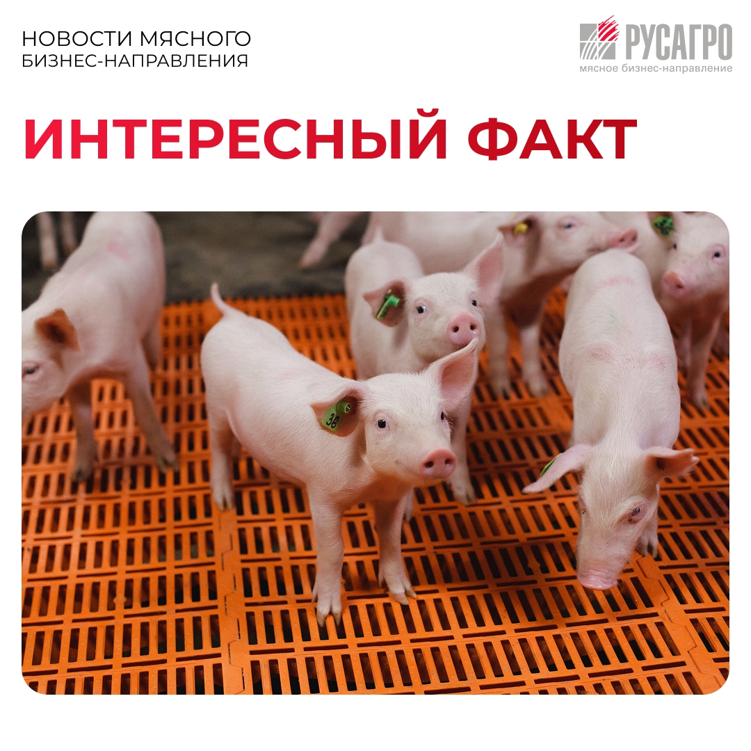 Самое умное сельхозживотное. Друзья, а вы знали, что некоторые сельхозживотные способны решать сложные задачи, управлять сородичами и даже хитрить? Кто…