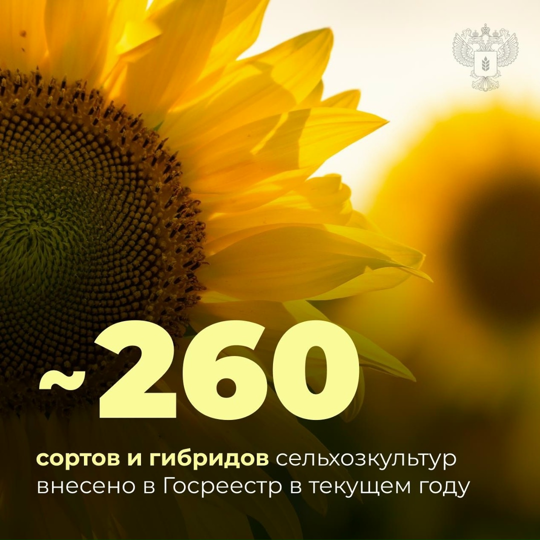 Российская селекция: новые разработки для продовольственной безопасности