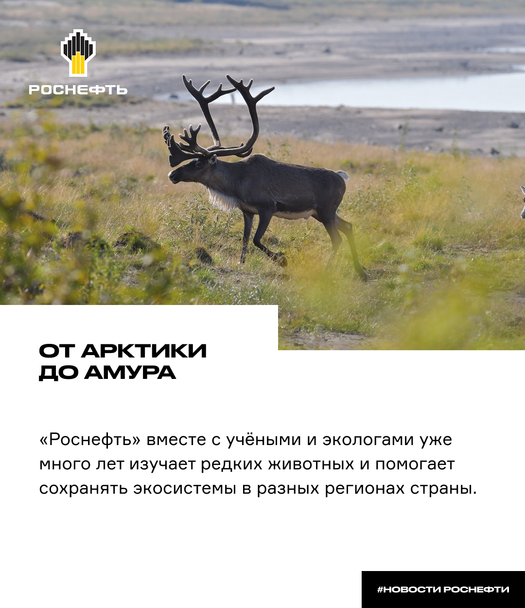 От Арктики до Амура «Роснефть» вместе с учёными и экологами уже много лет изучает редких животных и помогает сохранять экосистемы в разных регионах страны —…