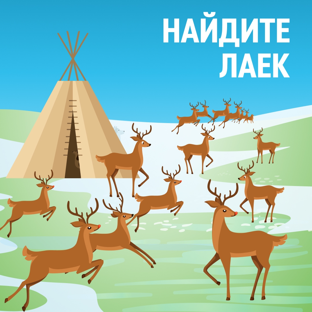«Без оленегонной лайки оленеводу не справиться
