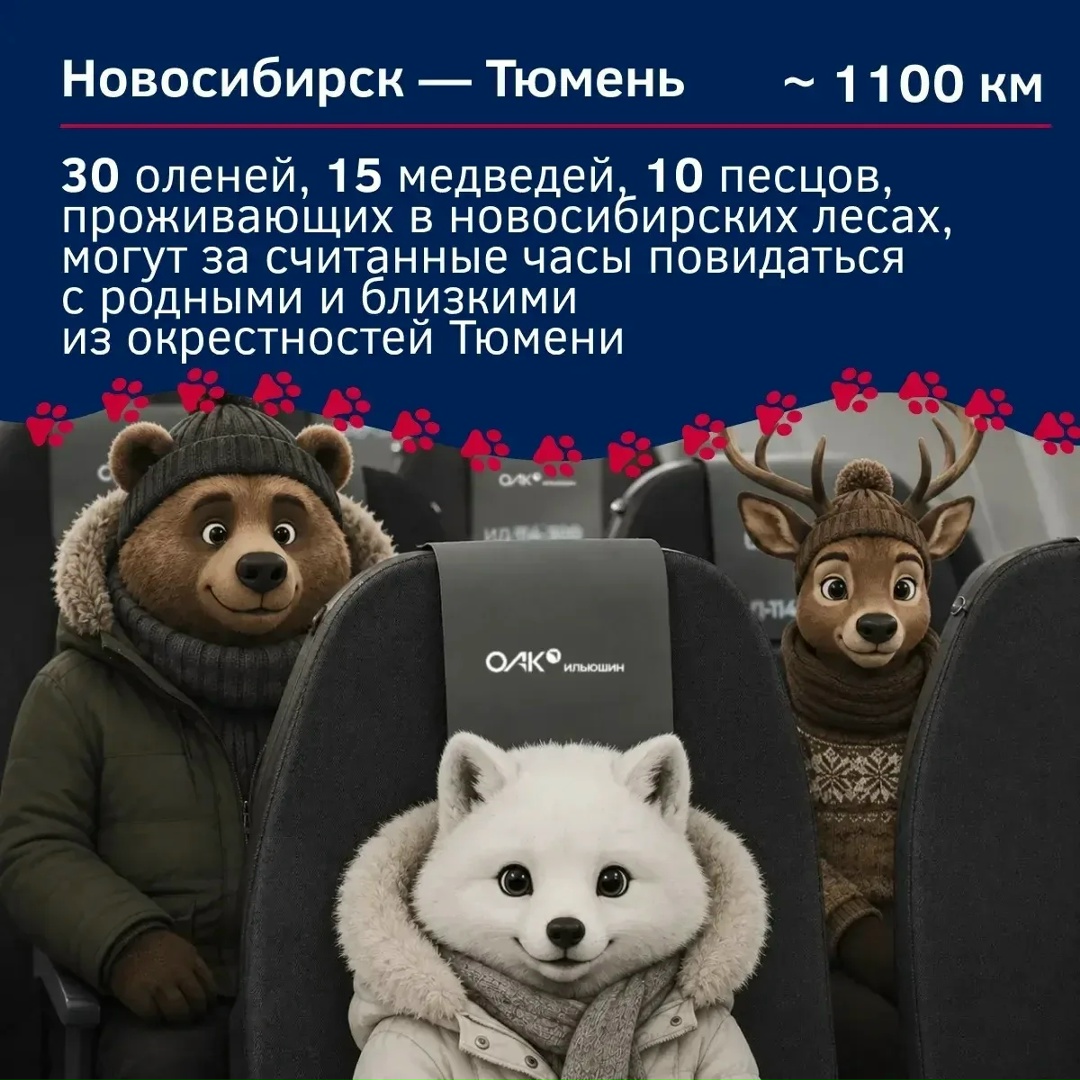 Куда бы могли отправиться пушистые пассажиры на Ил-114-300?