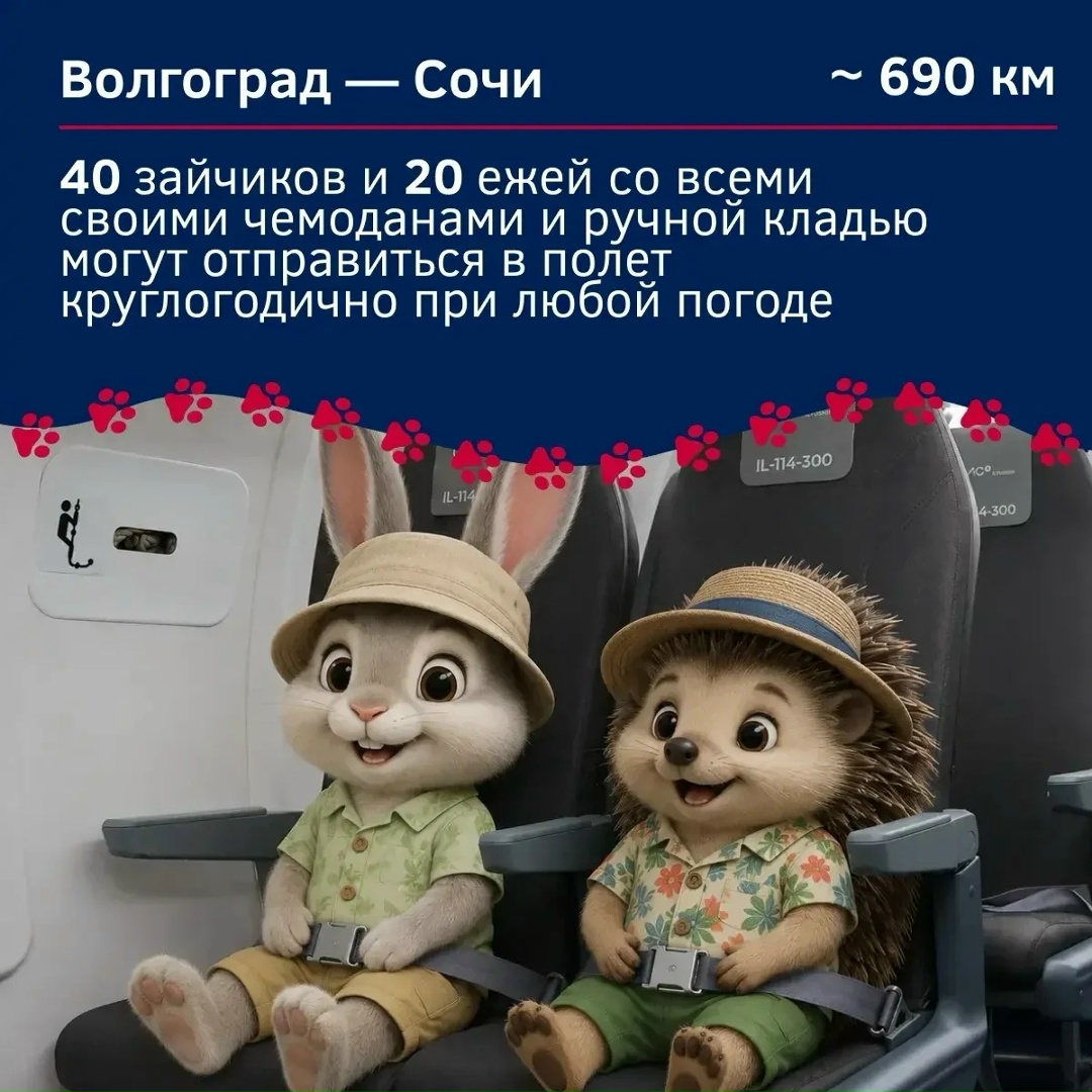 Куда бы могли отправиться пушистые пассажиры на Ил-114-300?