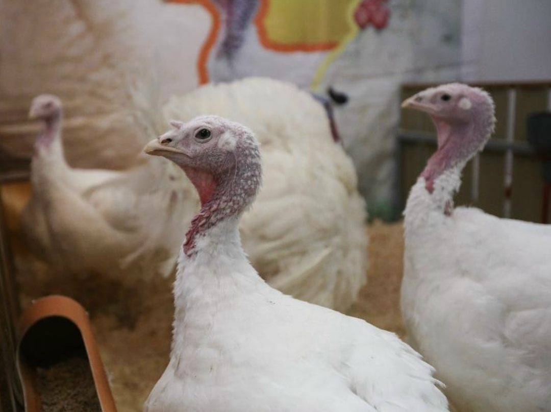 Сейчас Россия активно развивает поставки индейководческой продукции на новые рынки и это, прежде всего, страны Юго-Восточной Азии. В результате доля страны в…