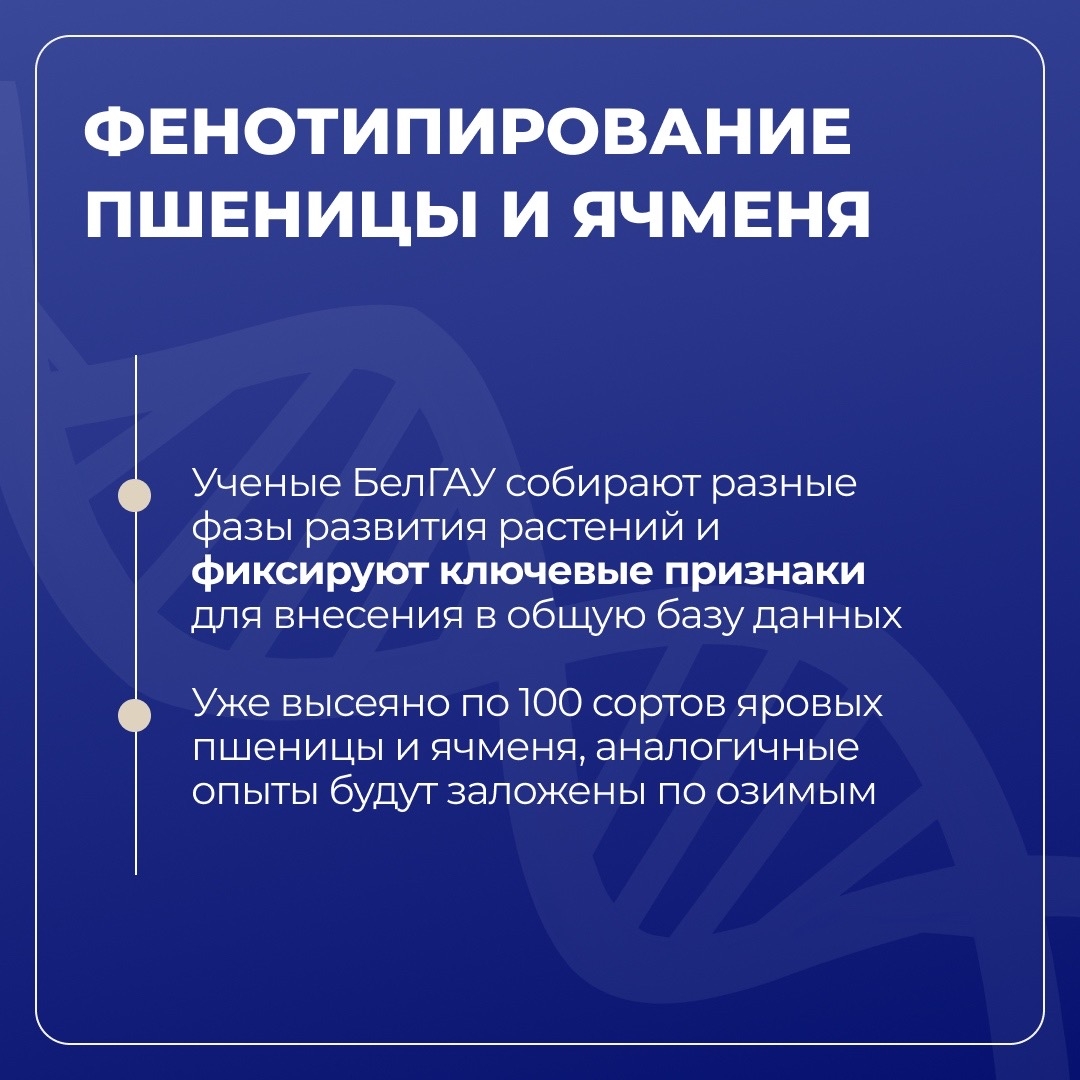 Белгородский ГАУ развивает селекцию и семеноводство сои в рамках «Приоритет-2030»