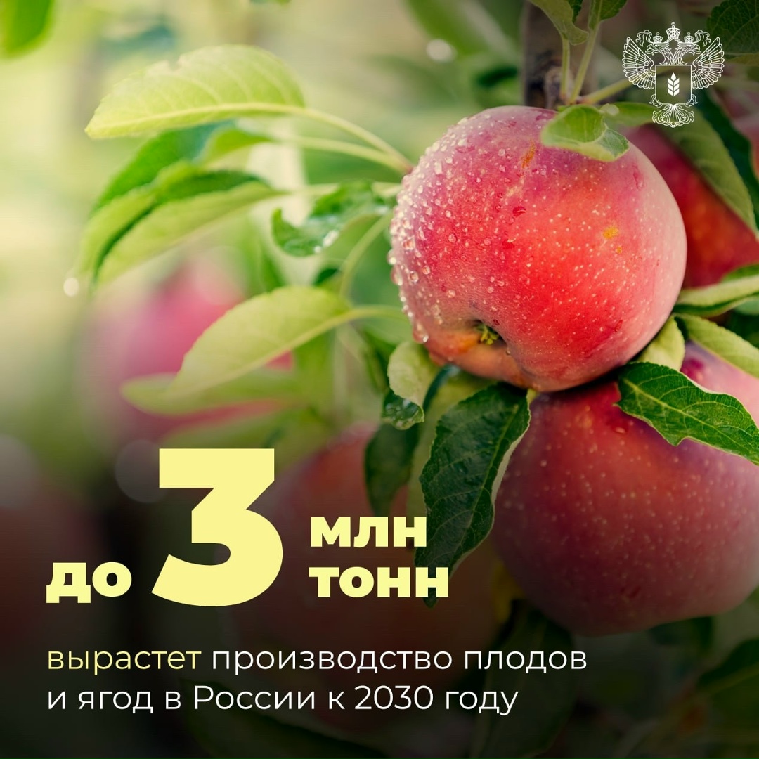 Производство плодов и ягод в России к 2030 году вырастет до 3 млн тонн