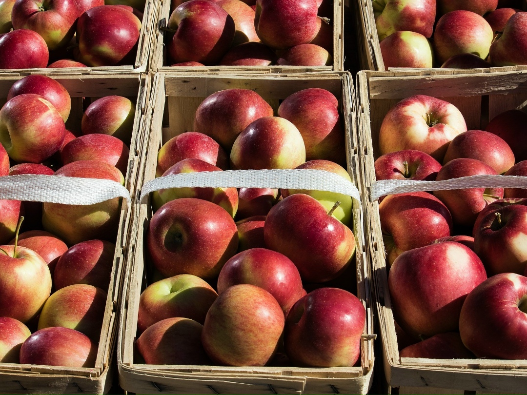 Производство плодово-ягодной продукции в России к 2030 году может достигнуть 3 млн т