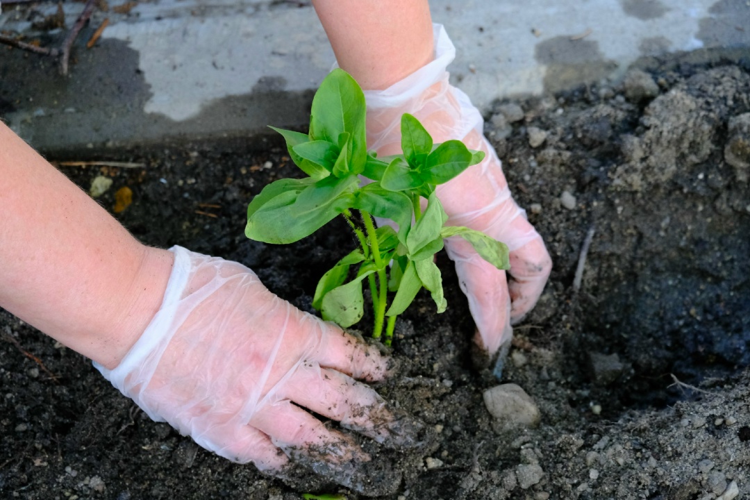 ЦВЕТОЧНЫЙ ДЕСАНТ Волонтеры Амурского ГПЗ провели экологическую акцию в подшефном социально-реабилитационном центре
