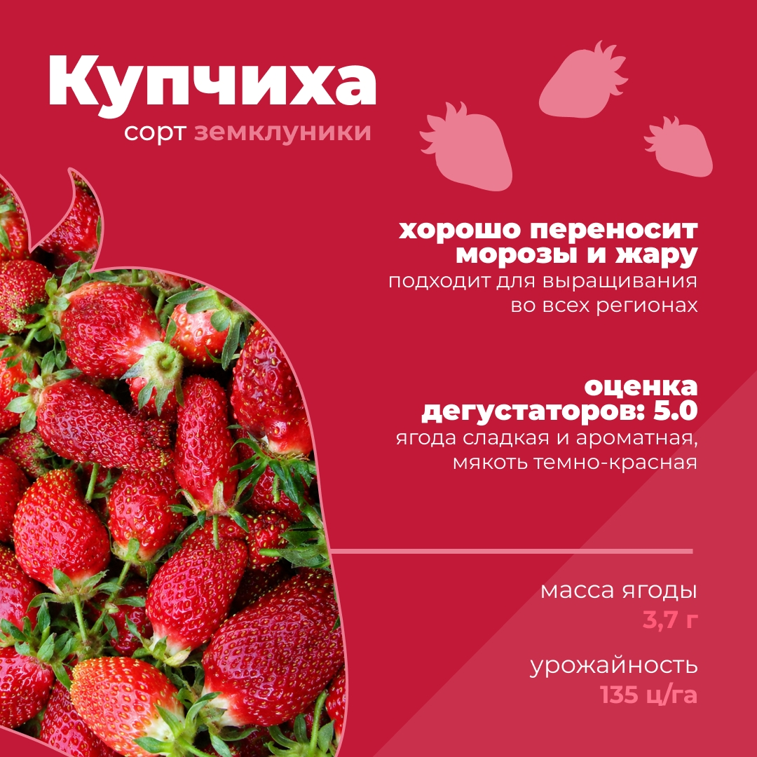 Какие российские сорта клубники можно встретить в продаже?